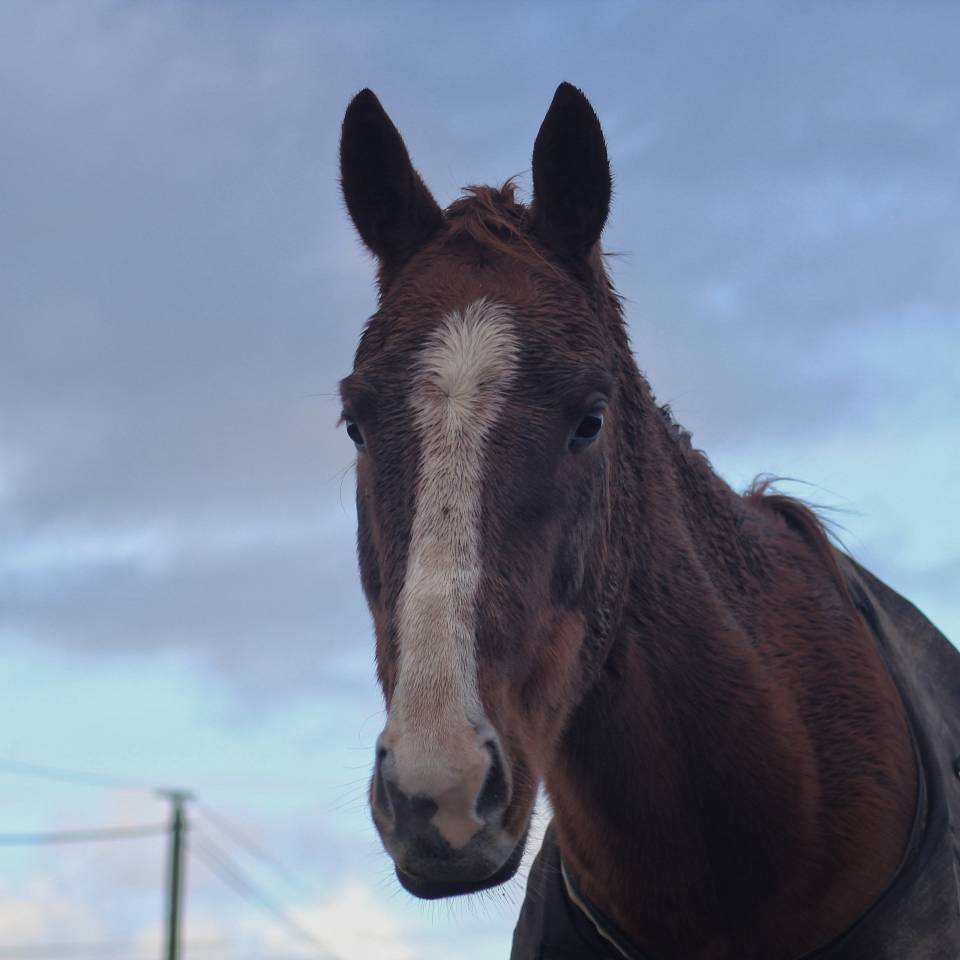Gelding English Thoroughbred For sale 2020 Chesnut