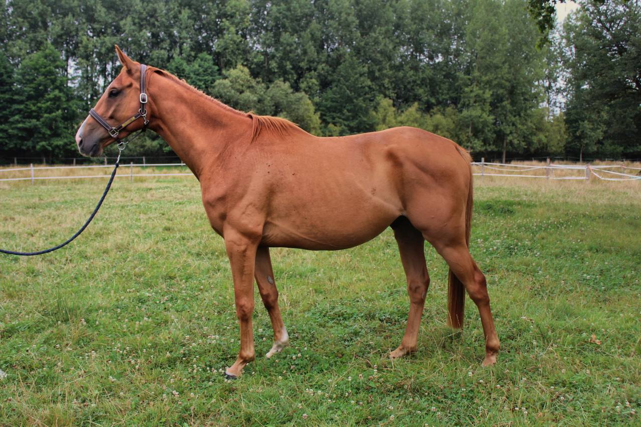 Gelding English Thoroughbred For sale 2020 Chesnut