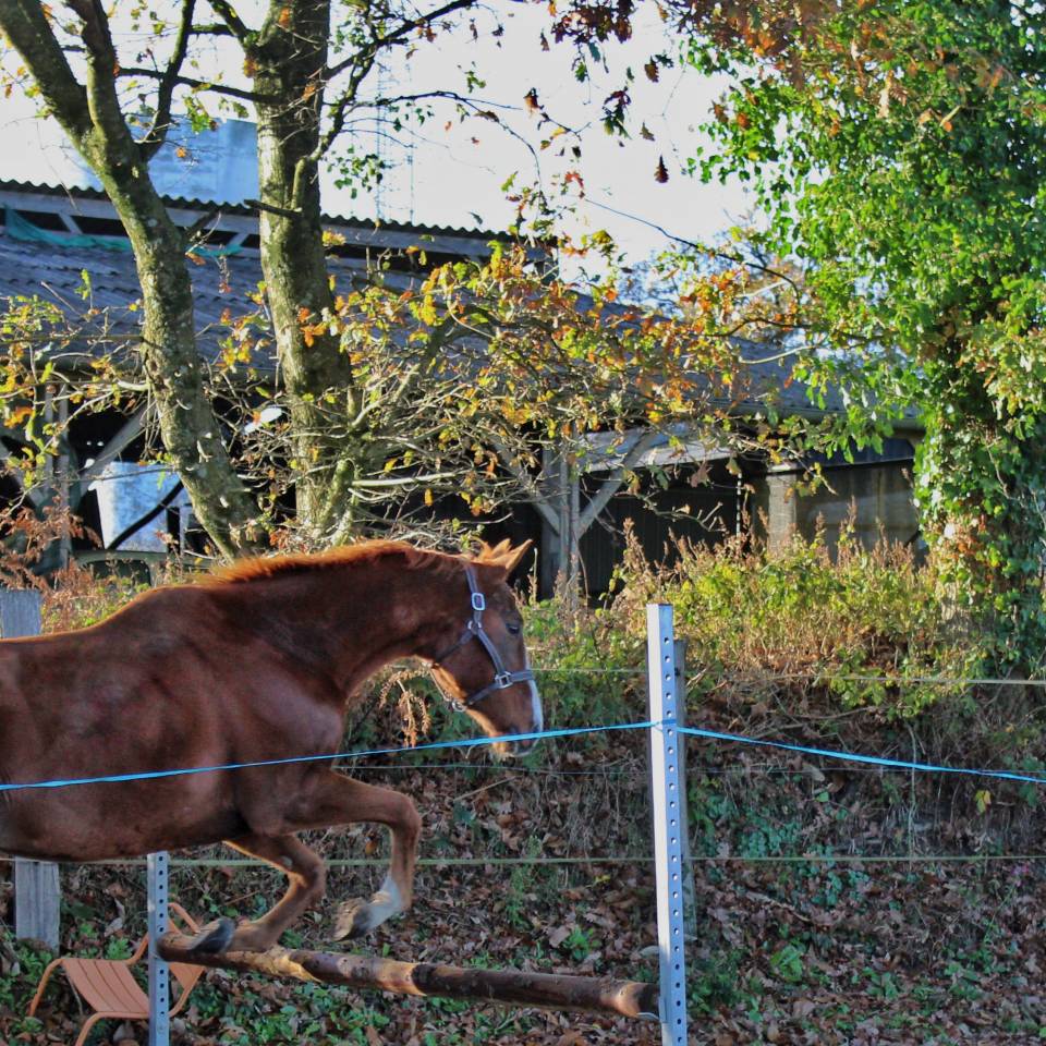 Gelding English Thoroughbred For sale 2020 Chesnut