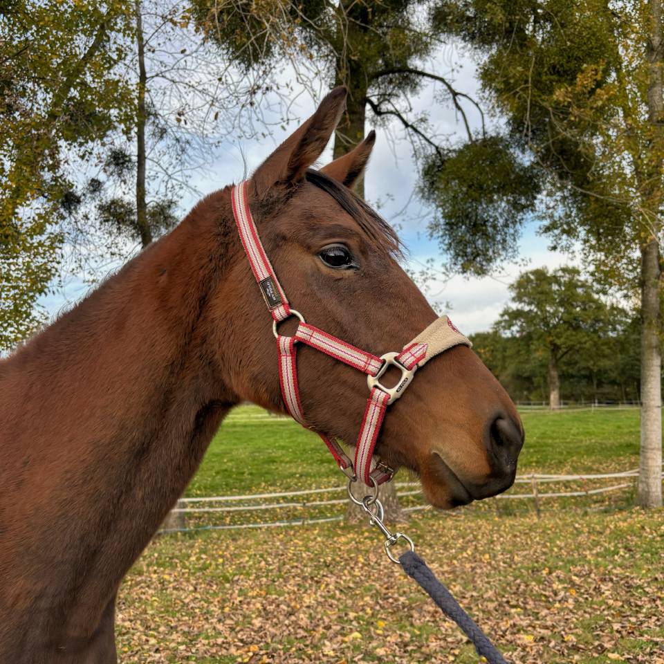 Mare AQPS For sale 2023 Bay