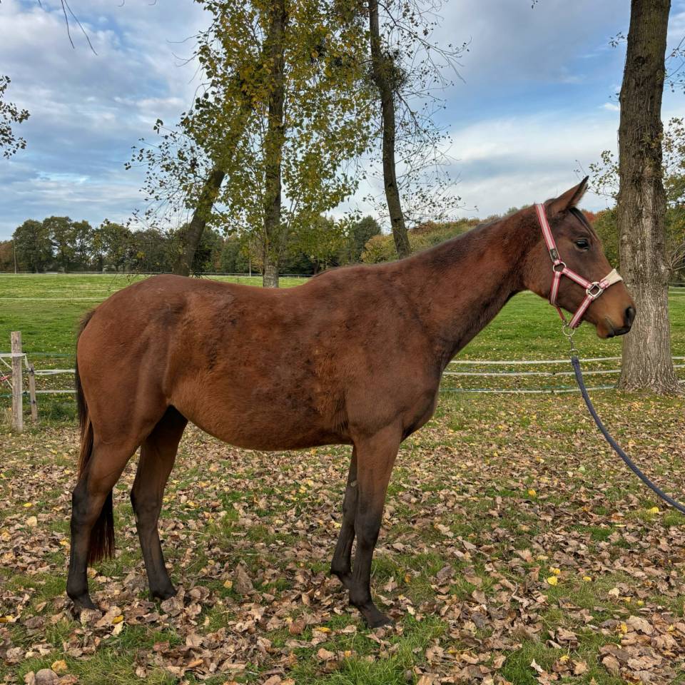 Mare AQPS For sale 2023 Bay