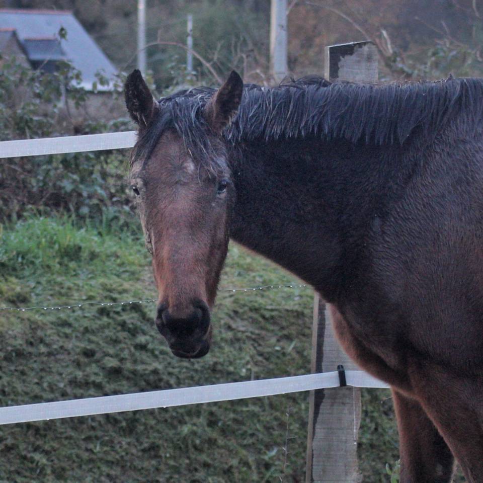 Mare AQPS For sale 2023 Bay