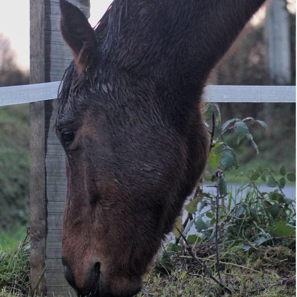 Mare AQPS For sale 2023 Bay