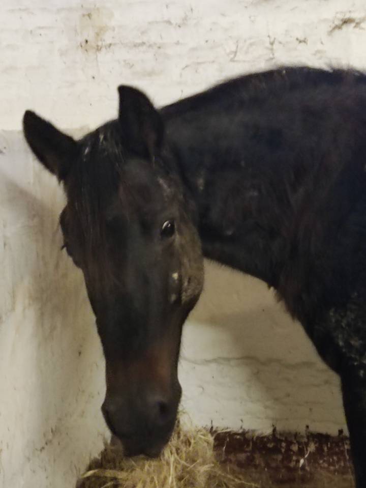 Mare PRE Pure Spanish Bred For entrust 2004 Bay