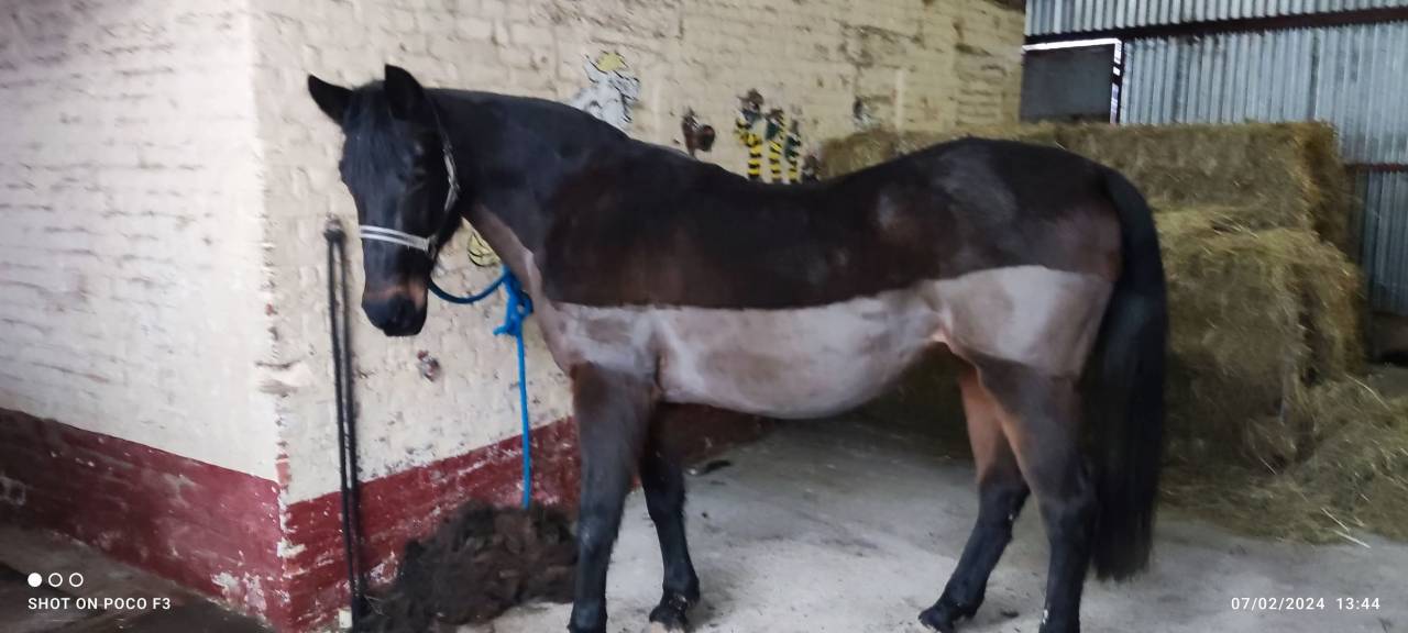 Mare PRE Pure Spanish Bred For entrust 2004 Bay