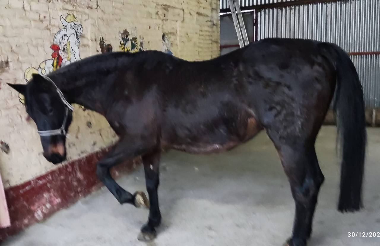 Mare PRE Pure Spanish Bred For entrust 2004 Bay