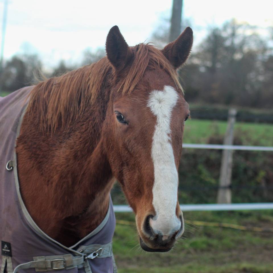 Gelding English Thoroughbred For sale 2023 Chesnut