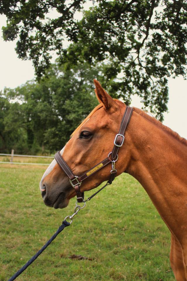 Gelding English Thoroughbred For sale 2023 Chesnut