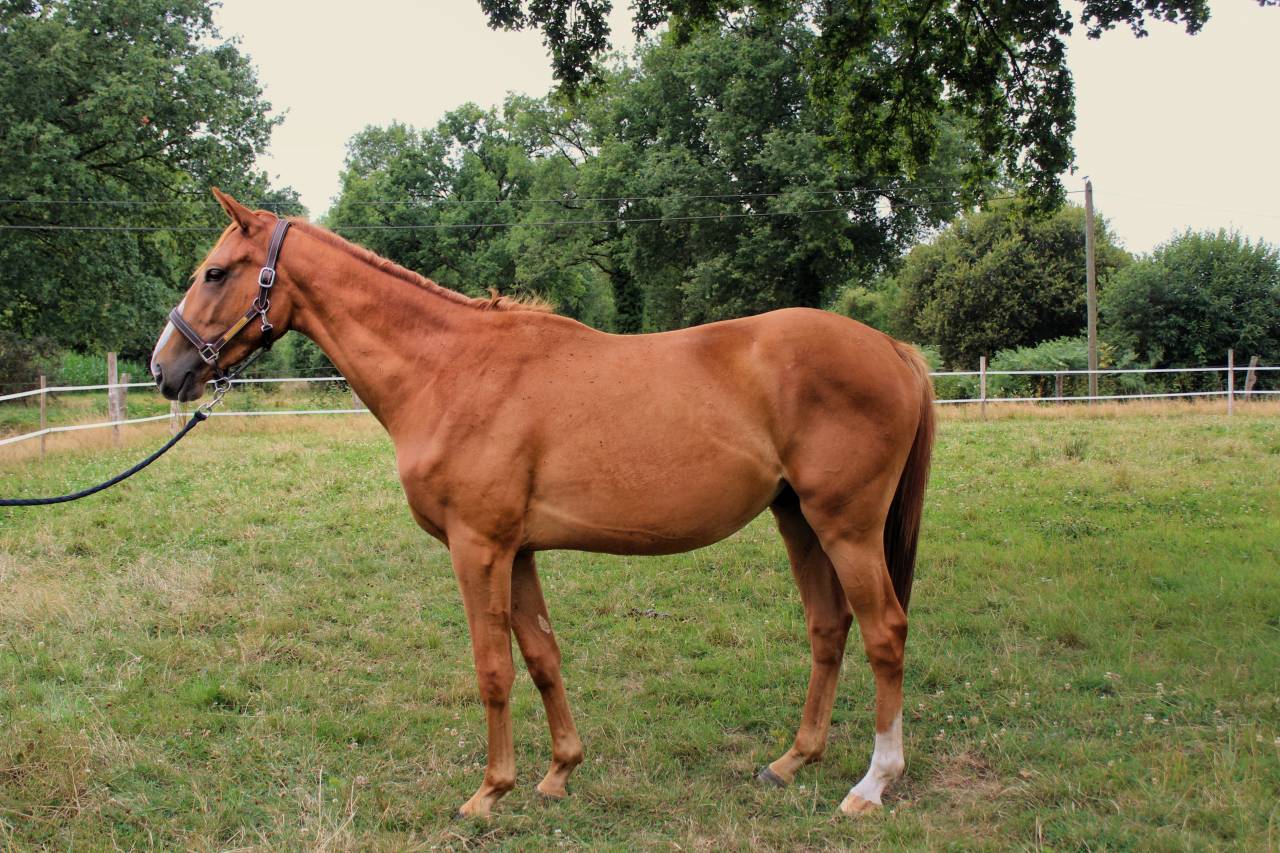 Gelding English Thoroughbred For sale 2023 Chesnut