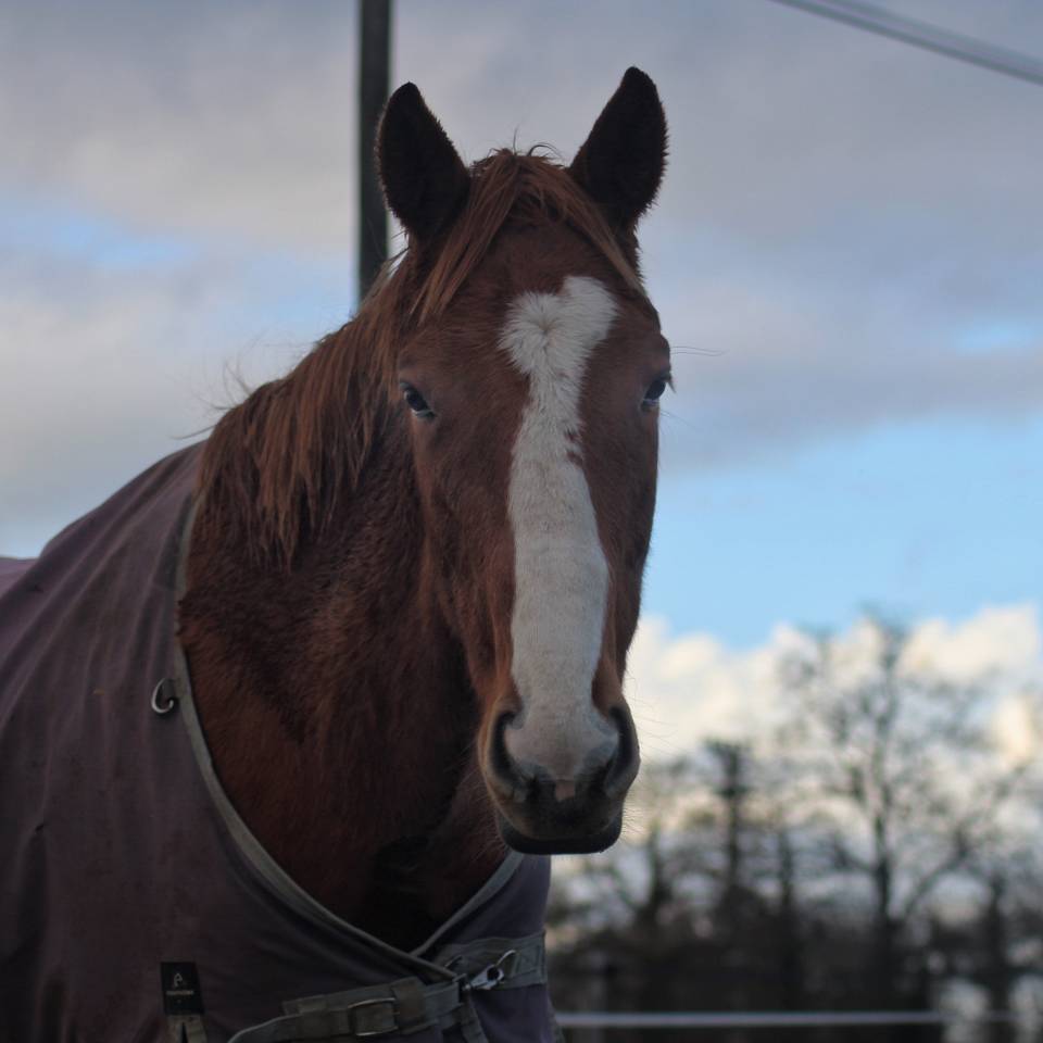 Gelding English Thoroughbred For sale 2023 Chesnut