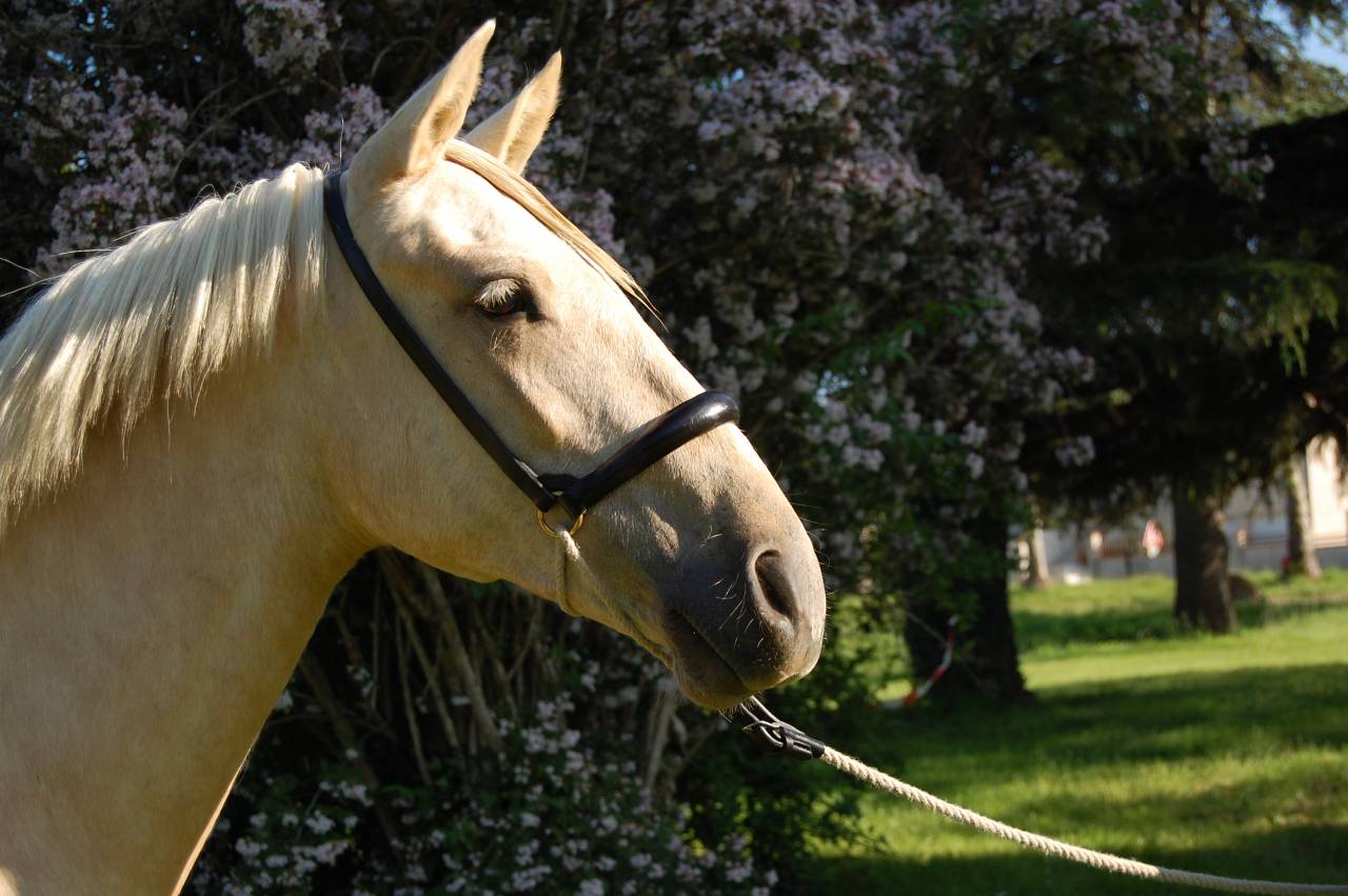 Mare PRE Pure Spanish Bred For sale 2023 Palomino