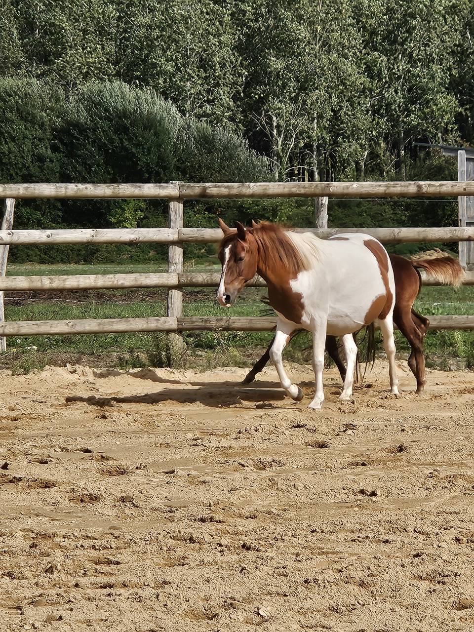 Broodmare Origin Recorded For sale 2019 Coloured