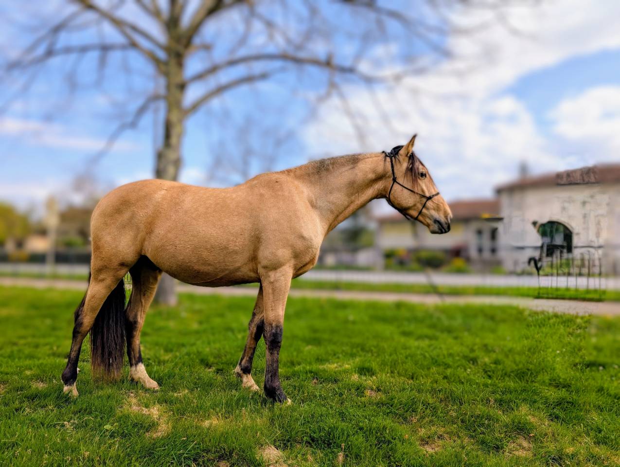 Gelding PRE Pure Spanish Bred For sale 2021 Buckskin