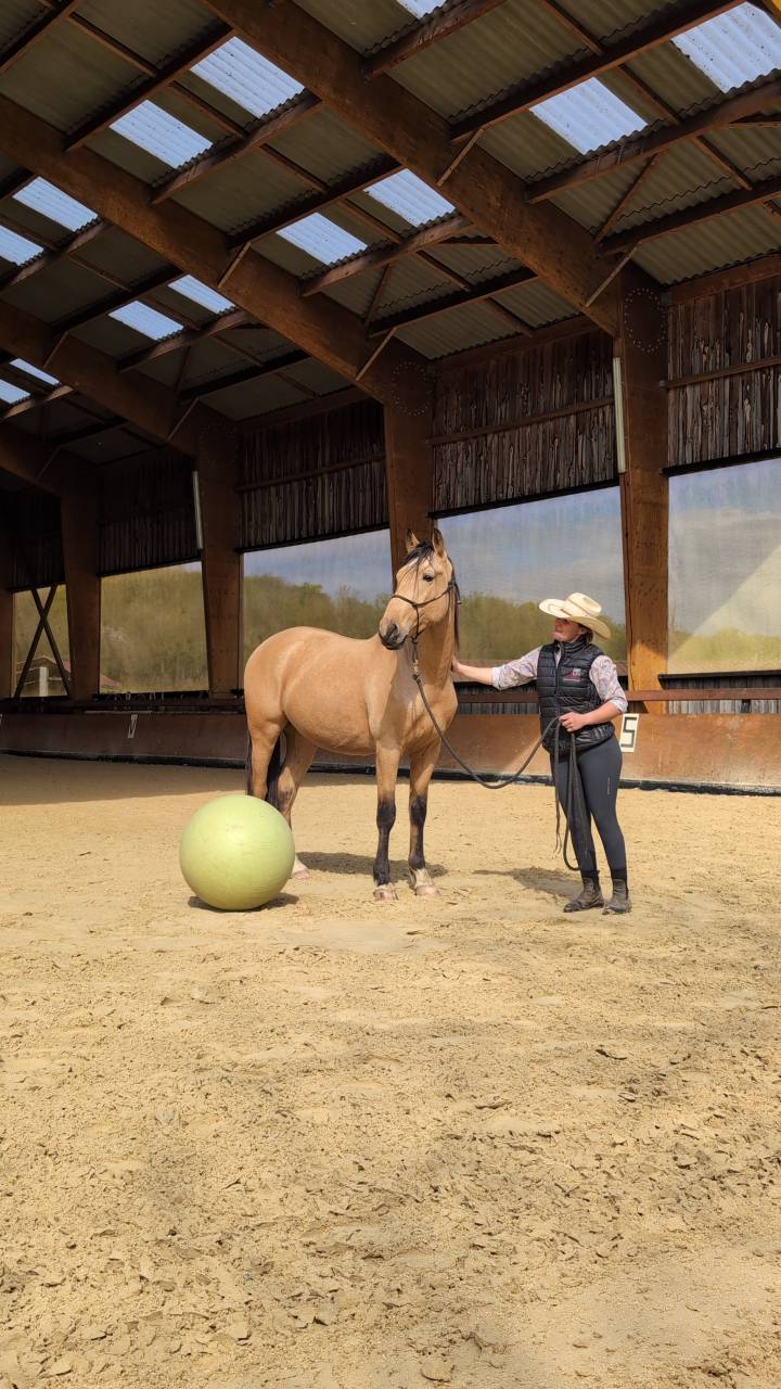 Gelding PRE Pure Spanish Bred For sale 2021 Buckskin