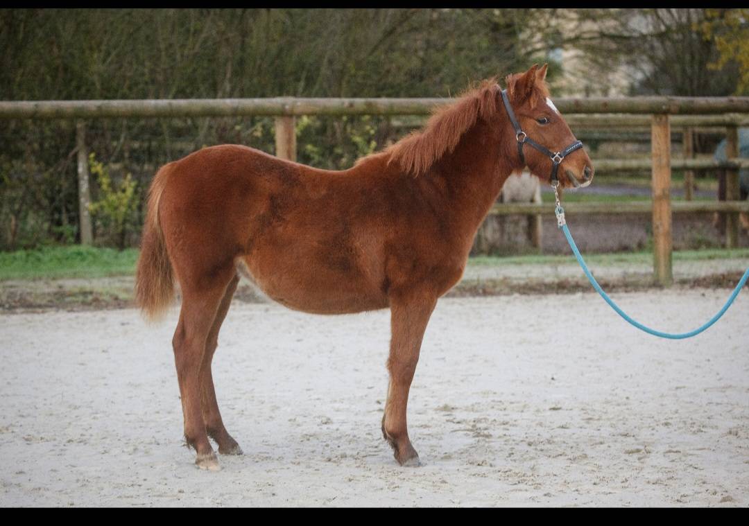 Filly New Forest For sale 2025 Chesnut