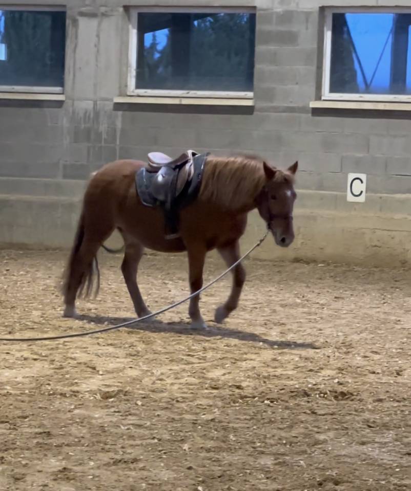 Mare No Origin Recorded For sale 2020 Chesnut