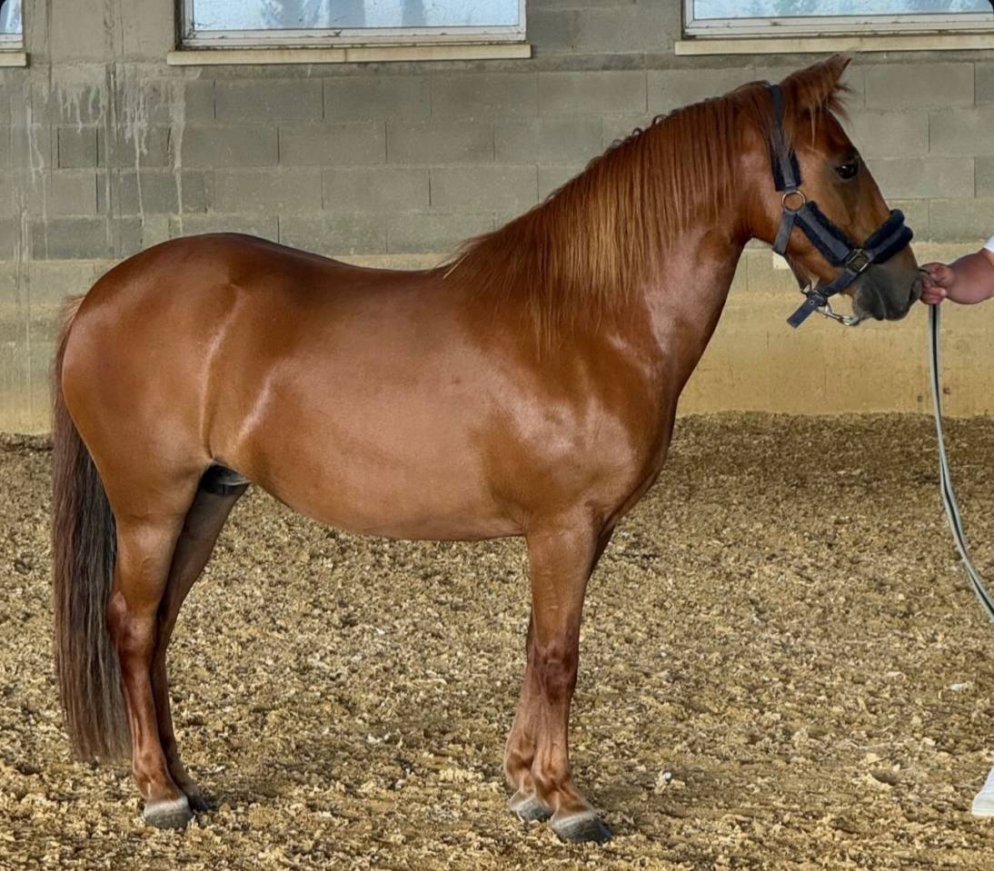 Mare No Origin Recorded For sale 2020 Chesnut