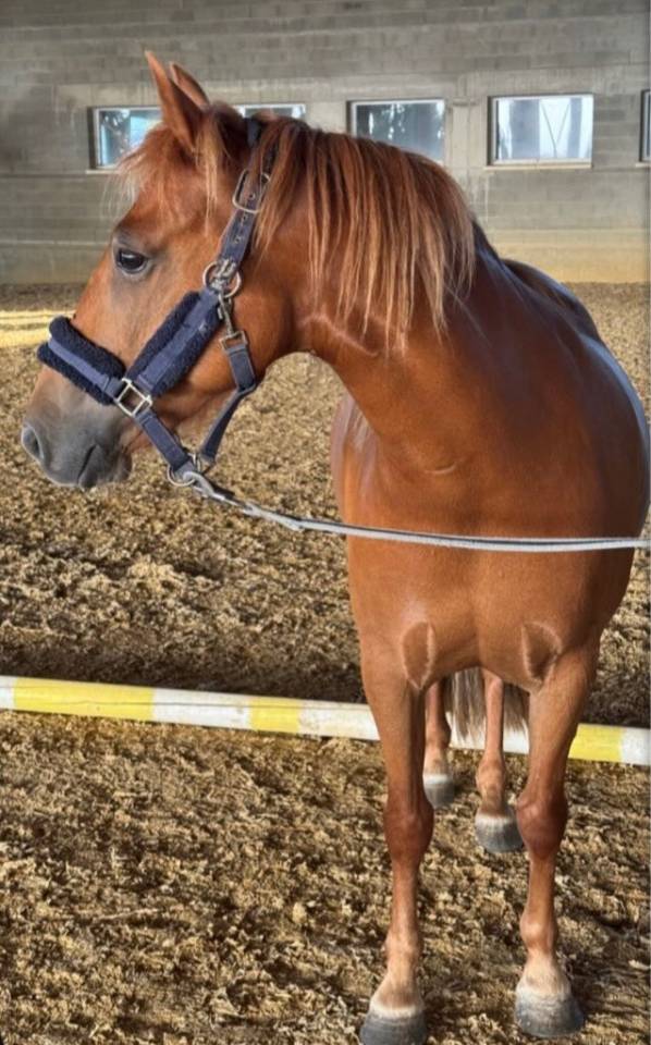 Mare No Origin Recorded For sale 2020 Chesnut