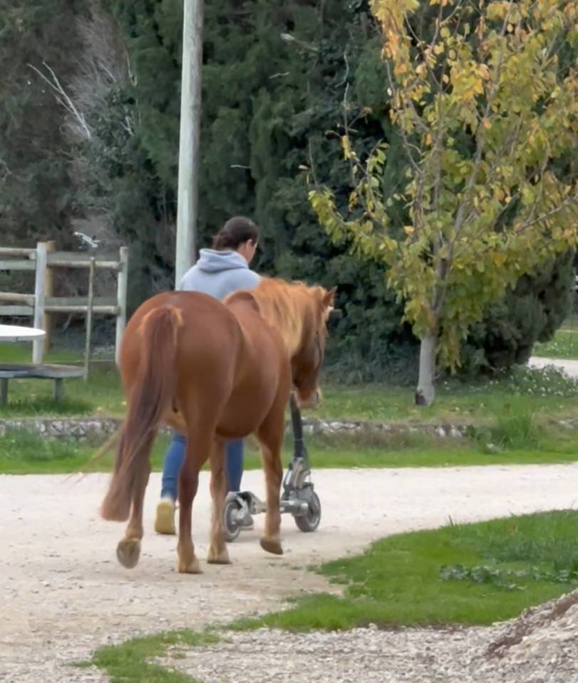 Mare No Origin Recorded For sale 2020 Chesnut