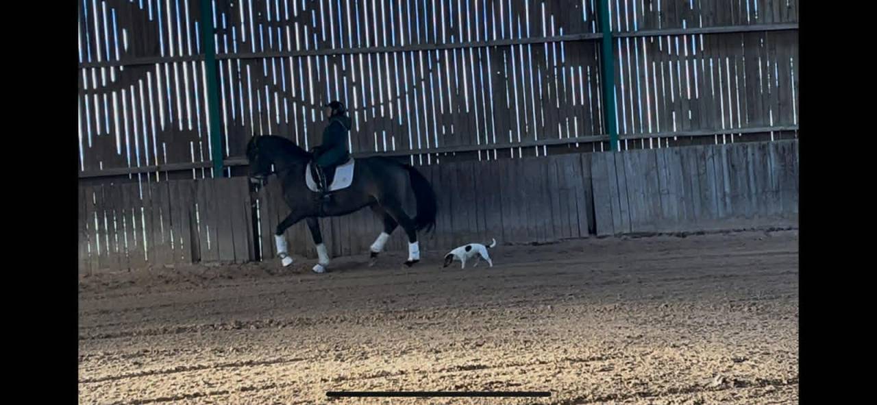 Gelding Lusitano For sale 2018 Buckskin