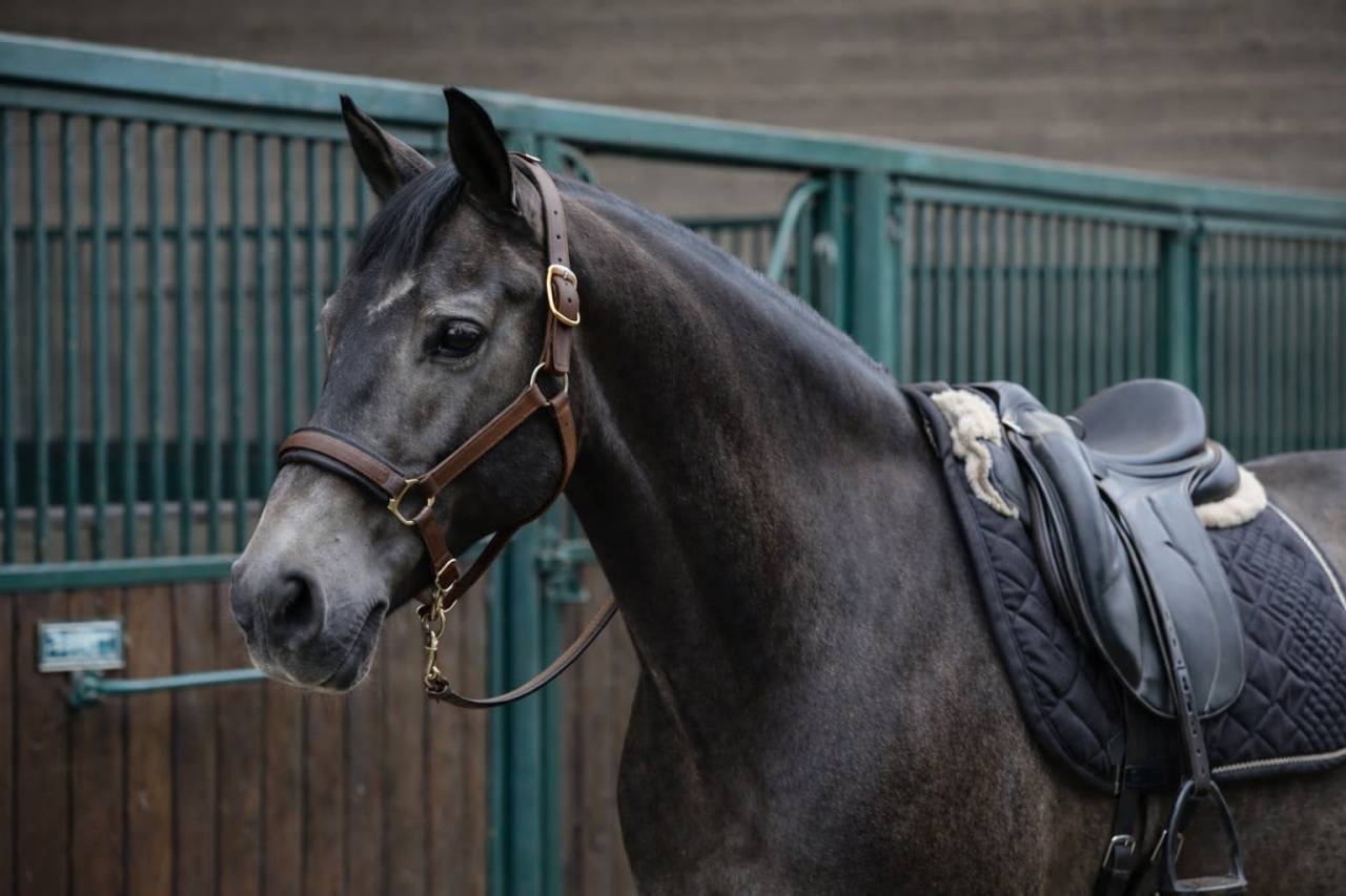 Gelding Lusitano For sale 2018 Buckskin