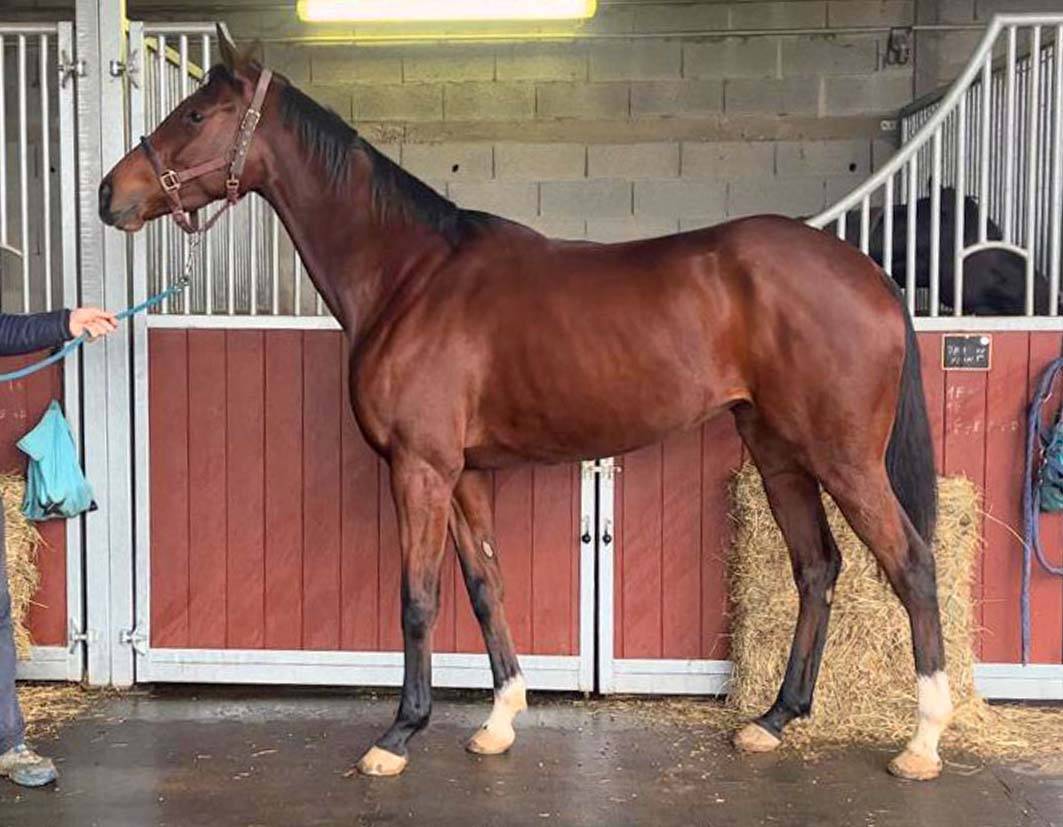 Mare AQPS For sale 2019 Bay