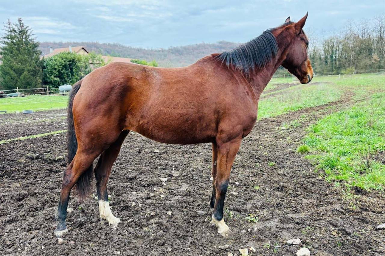 Mare AQPS For sale 2019 Bay