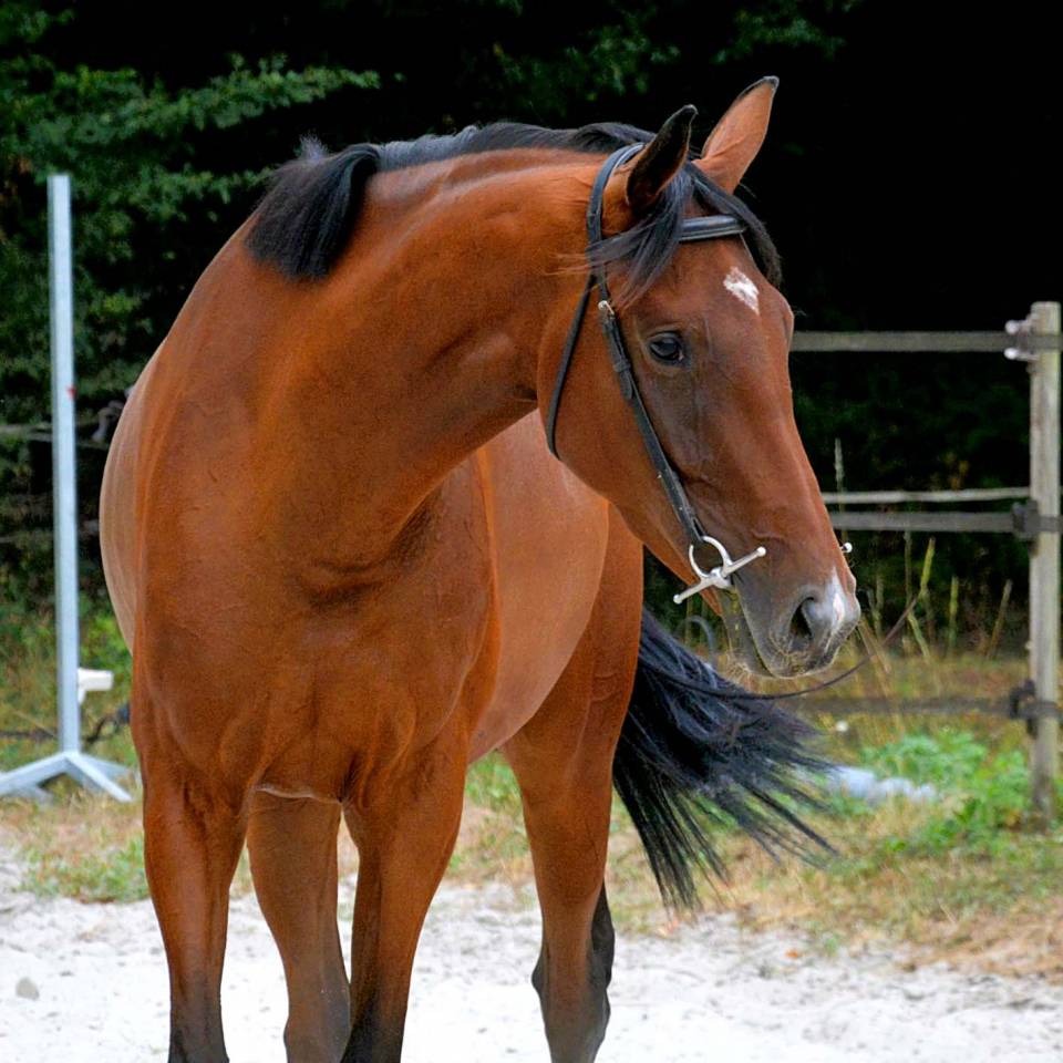 Mare AQPS For sale 2019 Bay