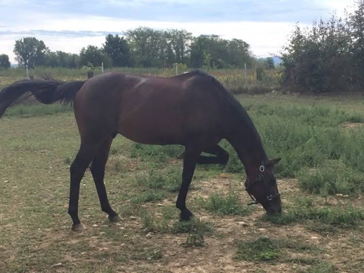 Gelding Irish Thoroughbred For sale 2013 Bay