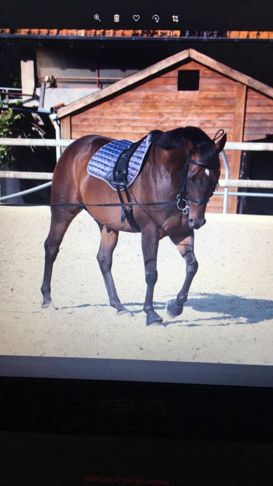 Gelding Irish Thoroughbred For sale 2013 Bay