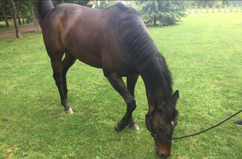 Gelding Irish Thoroughbred For sale 2013 Bay