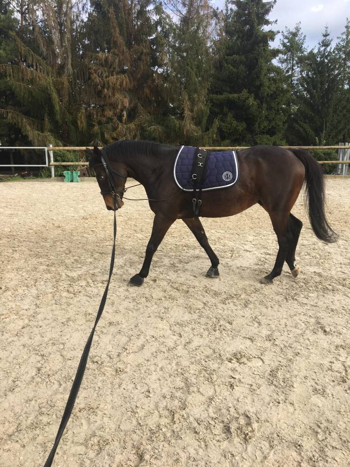 Gelding Irish Thoroughbred For sale 2013 Bay