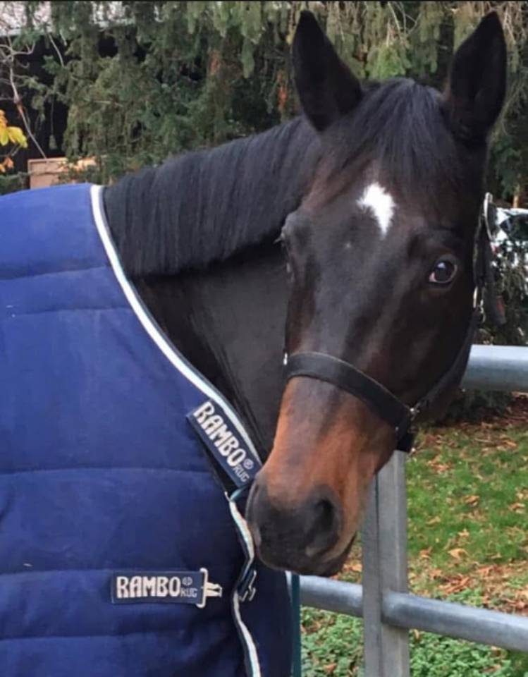 Gelding Irish Thoroughbred For sale 2013 Bay