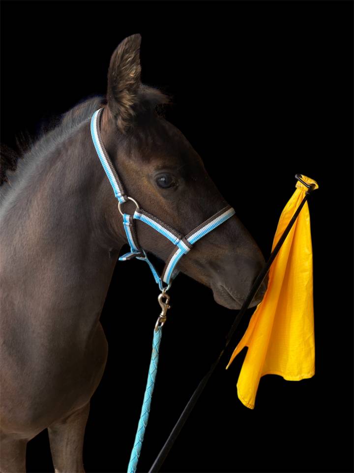 Colt Friesian Arabian For sale 2025 Black