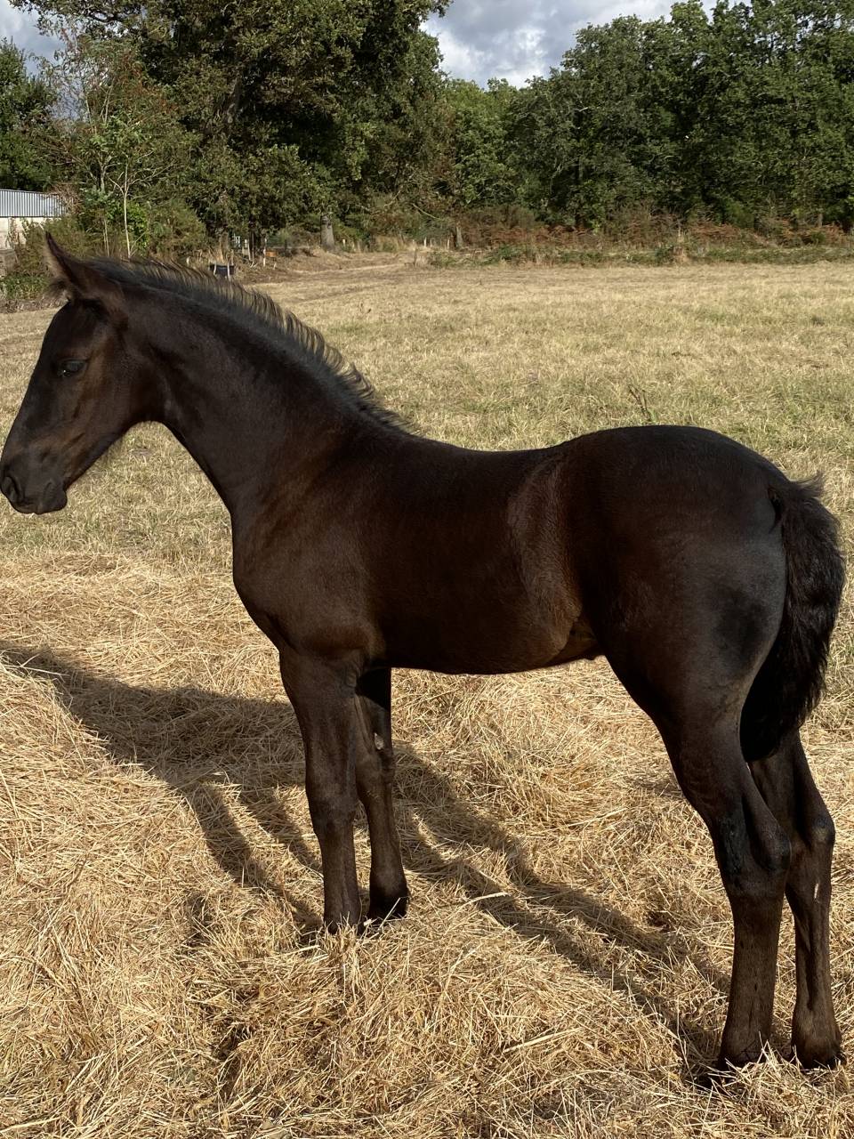 Colt Friesian Arabian For sale 2025 Black