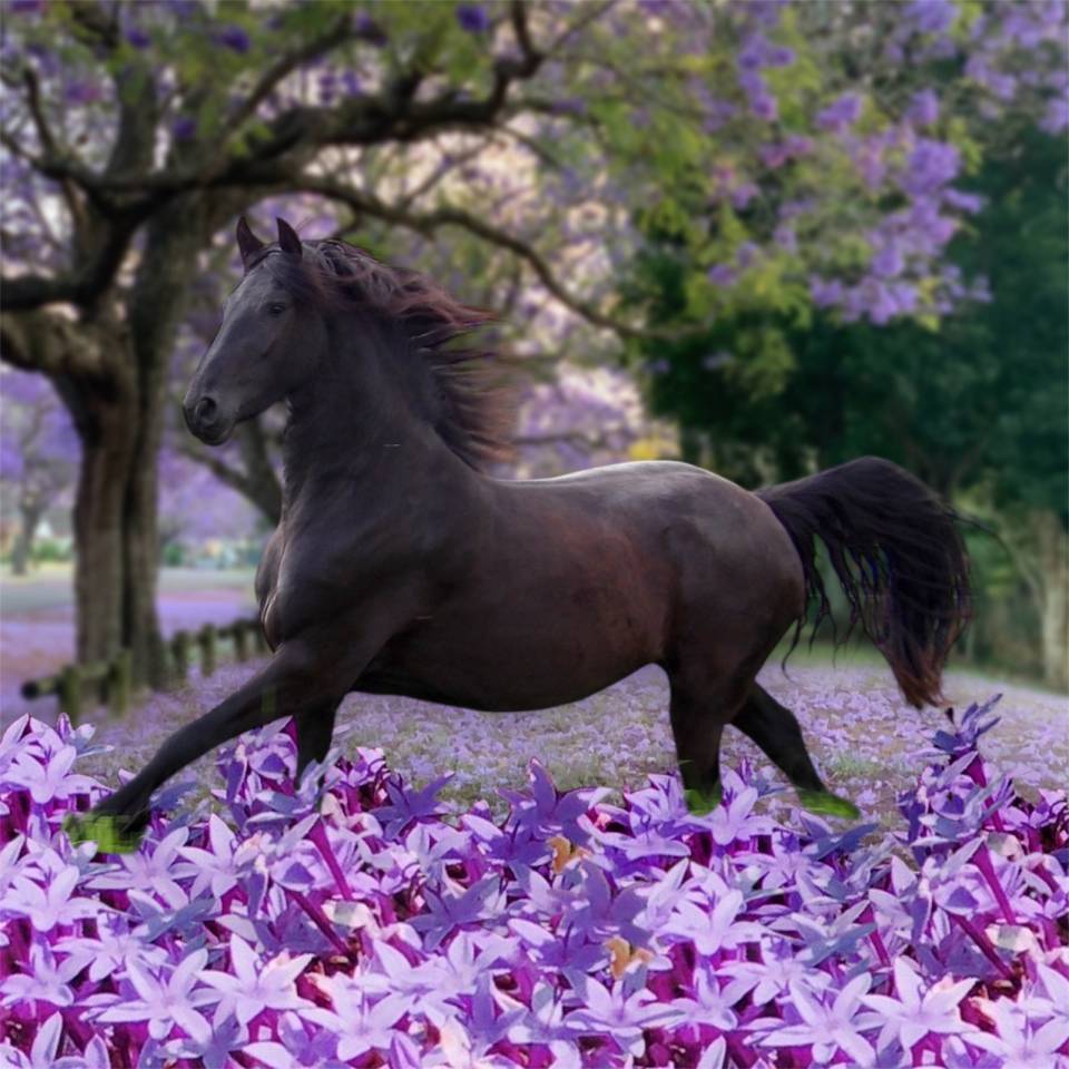 Colt Friesian Arabian For sale 2025 Black