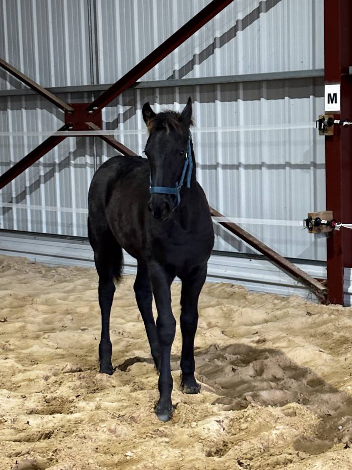 Colt Friesian Arabian For sale 2025 Black