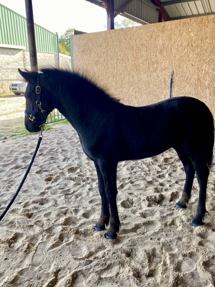 Colt Friesian Arabian For sale 2025 Black