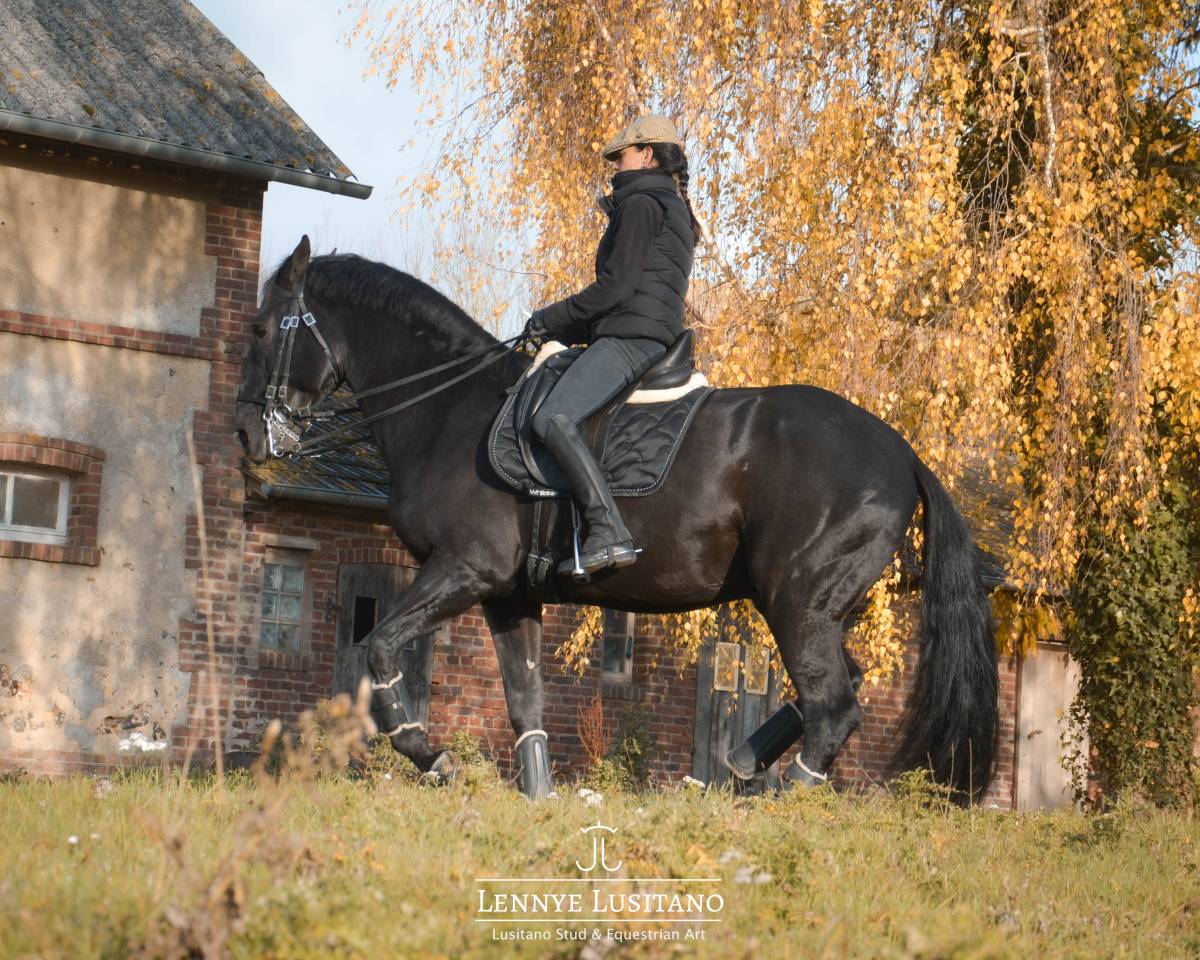 Stallion Lusitano For sale 2017 Black