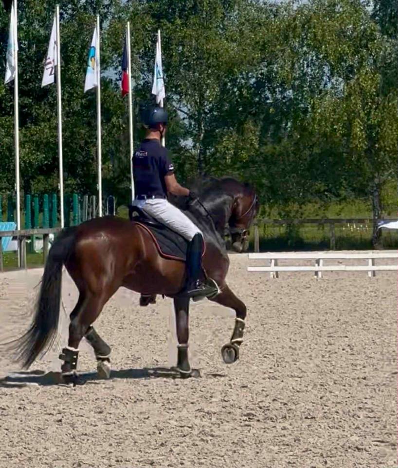 Gelding Westphalian  For sale 2017 Bay