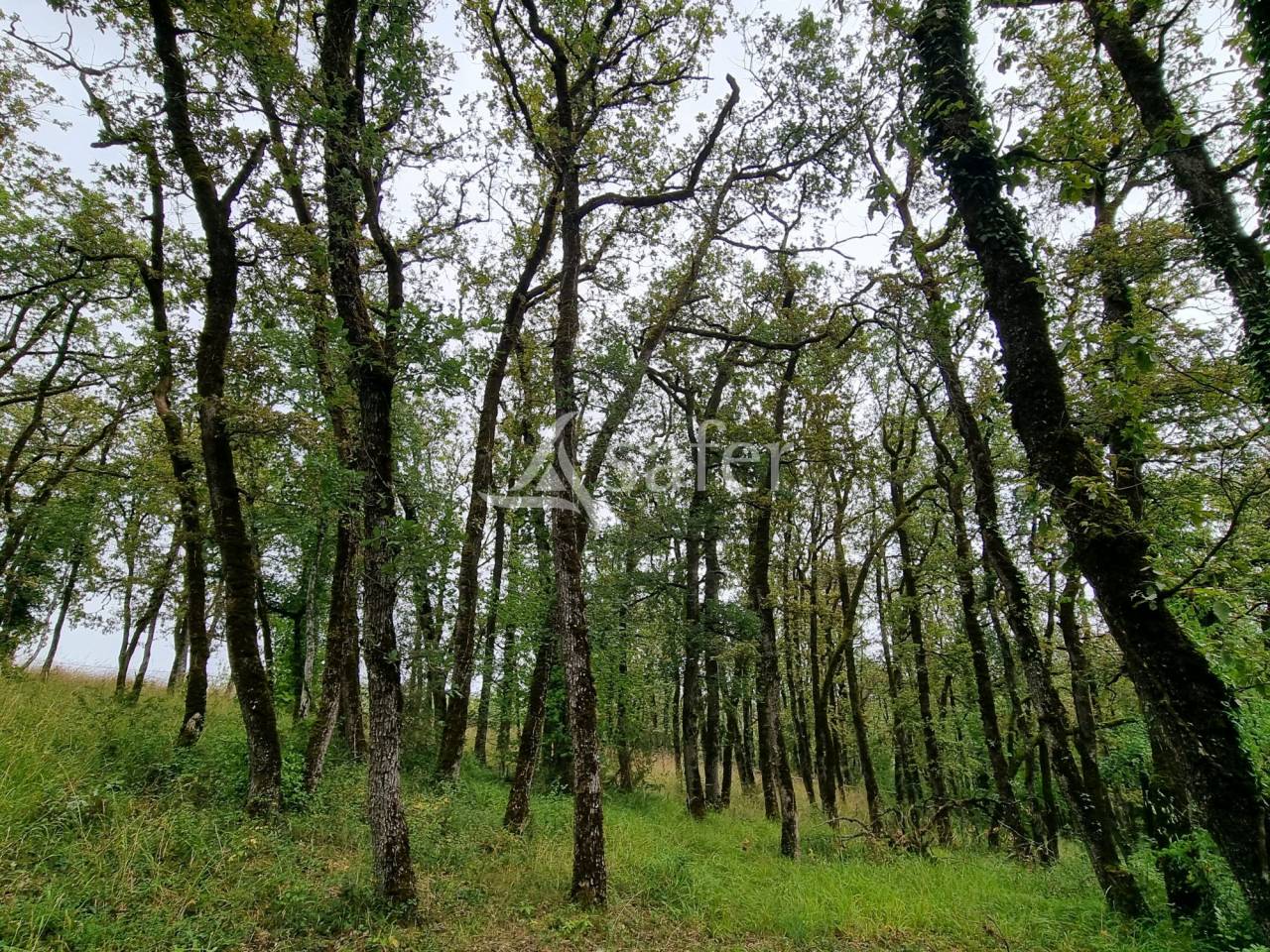 Other agricultural property  Lot