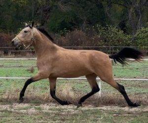 Mare PRE Pure Spanish Bred For sale 2023 Bay