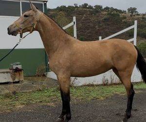Mare PRE Pure Spanish Bred For sale 2023 Bay