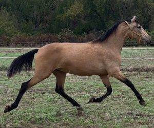 Mare PRE Pure Spanish Bred For sale 2023 Bay