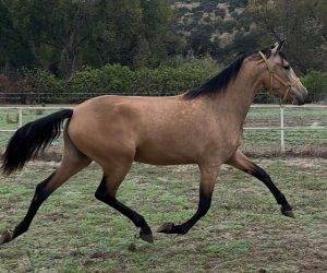 Mare PRE Pure Spanish Bred For sale 2023 Bay