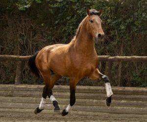 Entire PRE Pure Spanish Bred For sale 2022 Bay