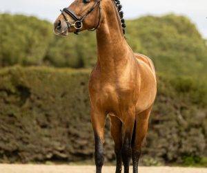 Entire PRE Pure Spanish Bred For sale 2022 Bay