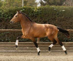 Entire PRE Pure Spanish Bred For sale 2022 Bay