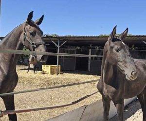 Mare PRE Pure Spanish Bred For sale 2025 Black