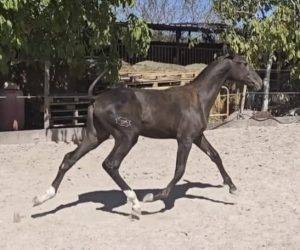 Mare PRE Pure Spanish Bred For sale 2025 Black